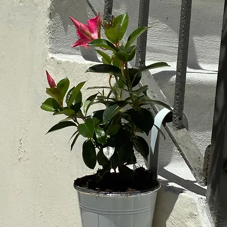Casetta Nel Cortile Turín